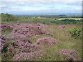 Heathland north of Llyn Llech Owain in SA14 7NL