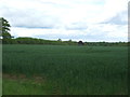 Crop field south of Radwinter in CB10 2TE