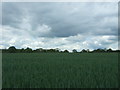 Crop field off the B1053, Radwinter in CB10 2TL
