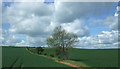 Crop fields near Little Chesterford in CB10 1UA