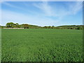Wheat in field west of Huntington Farm in ST19 5RN