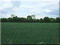 Crop field, Cornish Hall End in CM7 4HE