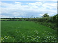 Farmland and hedgerow, Stambourne in Stambourne