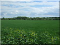 Grassland off Chapel End Way, Stambourne in Stambourne