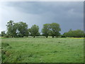Grazing near the River Stour in CO10 9JY
