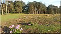 Woodland clearance at Duck Hill in SO43 7JJ
