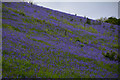 West Somerset : Bluebells in TA24 7BN