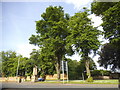 Trees by Harborough Road, Kingsthorpe in NN2 6LR