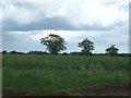Oilseed rape crop, Melford Park in Alpheton