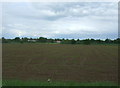 Young crop field near Cross Green in IP30 0AF