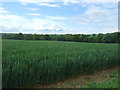 Crop field and woodland near Hawstead in IP29 5NJ