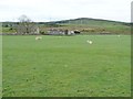 Sheep and lambs at Nantcyll ganol in LL51 9LZ