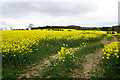 Oil seed rape on Prospect Hill in NE45 5RU