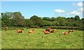 Cattle near Yeo Farm in PL21 0LB
