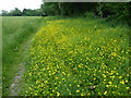 Buttercups alongside Spring Wood in RM14 3YU