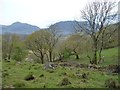 Woodland at Neuadd Ddu, Manod in Ffestiniog Community