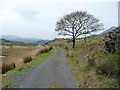 Tree alongside the footpath to Tan y Bryn in Ffestiniog Community
