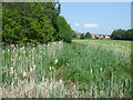 Small wetland and woodland off Stenhouse Road in FK2 8SN