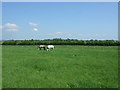 Grazing, North Bellsdyke  Farm in FK2 8PQ