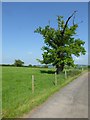Oak tree beside a country road in HR6 0RB