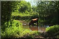 Bovine drinking, Yalberton Stream in TQ4 7AU