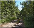 A track through woodland in CH49 3PT