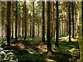 Stand of conifers, Hound Wood in SP5 1RJ