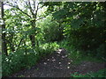 Path into woodland, St Margaret's Stone in KY11 2TG