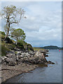 Rocks and trees at shore of Kerrera in PA34 4PE