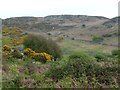 Open access rocky hillside, west of Ty'n y Mynydd in LL49 9YW
