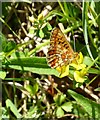 Pearl-bordered fritillary, Hound Wood in SP5 1RJ
