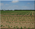Vegetable field on RAF Methwold site in IP26 4PW