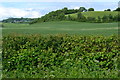 Green fields near Maperton in BA22 7EB