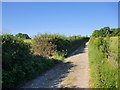 Farm track towards Bentley Wood in SP5 1PL