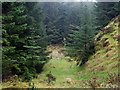 Forest road on slope of Cruach nam Fearna in PA34 4XD