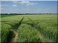 Barley field by Hythe Road in IP26 4EQ