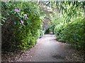 Rhododendron-lined path in Claremont Landscape Garden in KT10 9JW