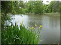 Irises beside Claremont Lake in KT10 9LT