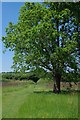 Path Through a Wildlife Area in CM17 9NG