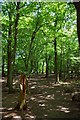Path in Risden's Wood in CM19 4RN