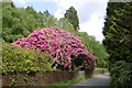 Rhododendron in flower in G63 0HU