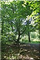 Hornbeam Coppice in Risden's Wood in CM16 6QB