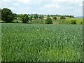 Cereal field near Upper Upton Farm in SY8 4AU
