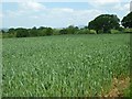 Farmland near Upper Upton Farm in SY8 4AU