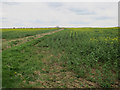 Oilseed rape fields near Cambourne in CB23 6NS