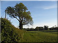 Field by Piddington Lane, Hackleton in Hackleton