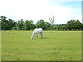 Paddocks near Ashridge Manor Farm Garden Centre in RG40 5BA