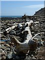 Driftwood on the shore to the north of Navidale Farm, Sutherland in KW8 6JS