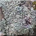 Lichen in IV47 8SF
