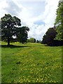Buttercups and trees in Shugborough Park in ST18 0RJ
